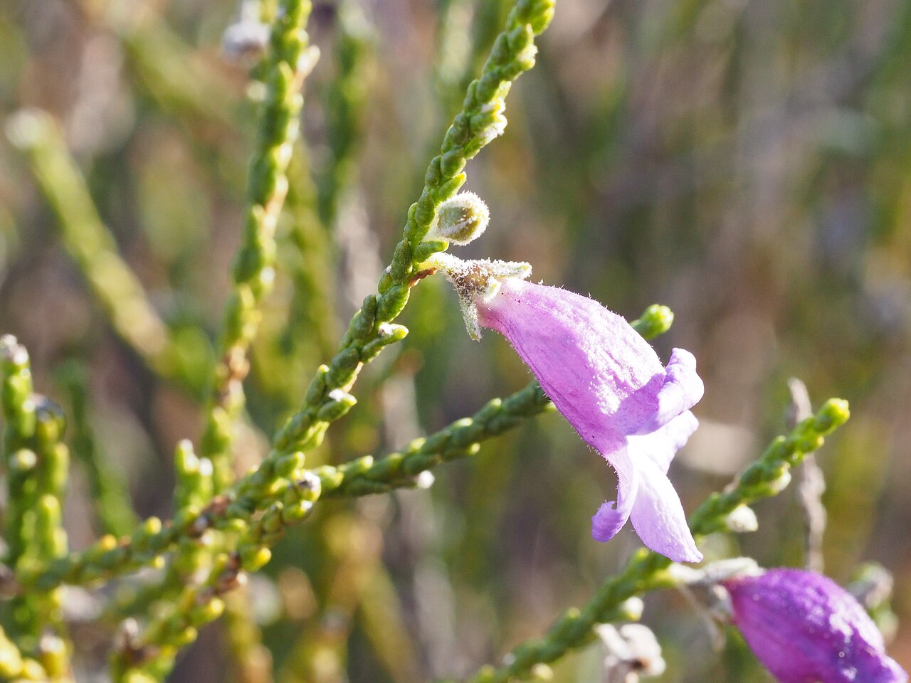 Eremophila homoplastica: Eremophila homoplastica growing 3.4km south of the Leinster turnoff