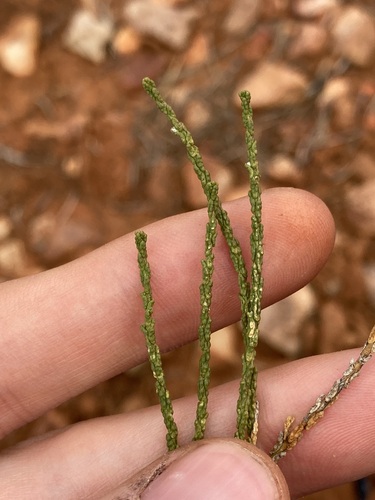 Eremophila homoplastica (Eremophila homoplastica)