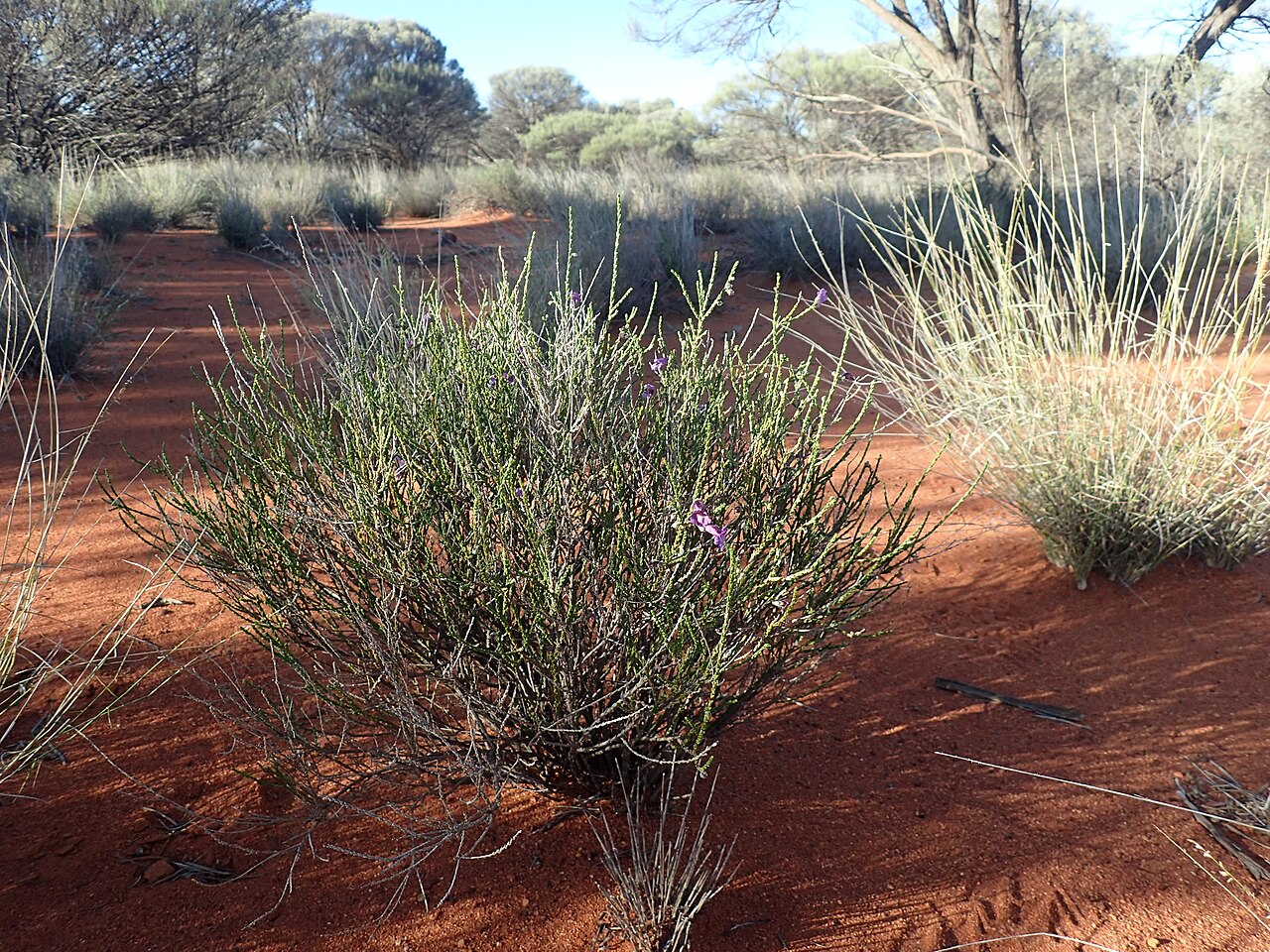 Eremophila homoplastica: Eremophila homoplastica growing 3.4km south of the Leinster turnoff