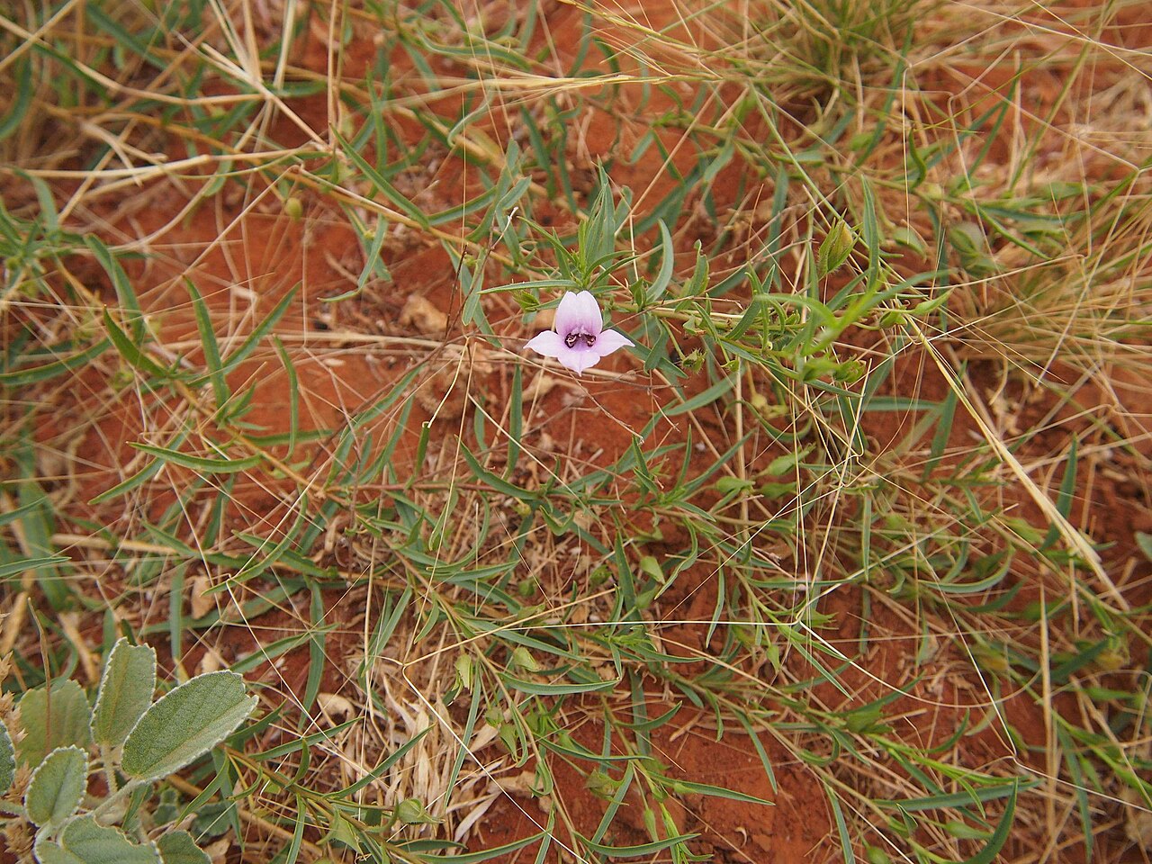 Eremophila hughesii: Eremophila hughesii