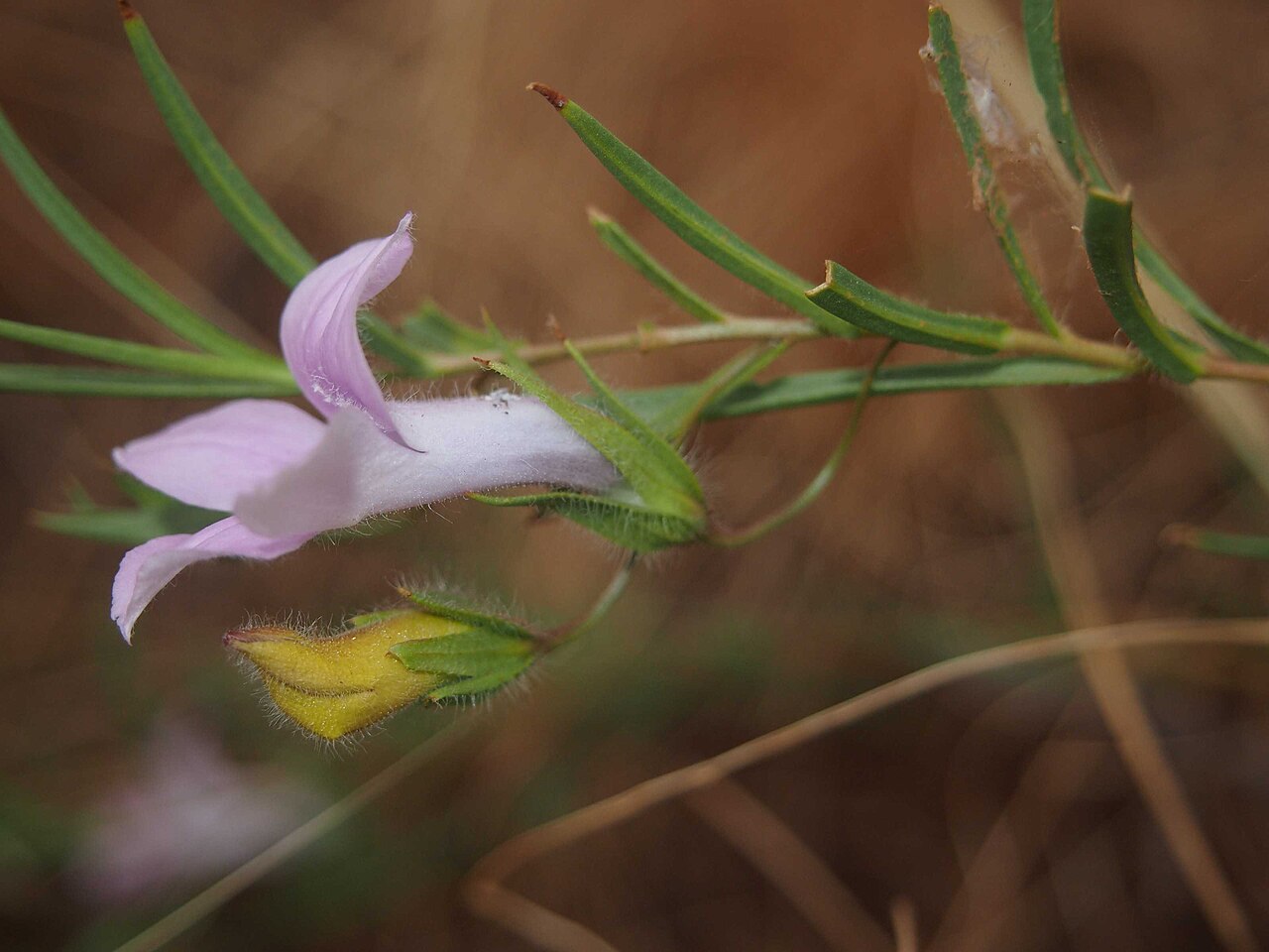 Eremophila hughesii: Eremophila hughesii