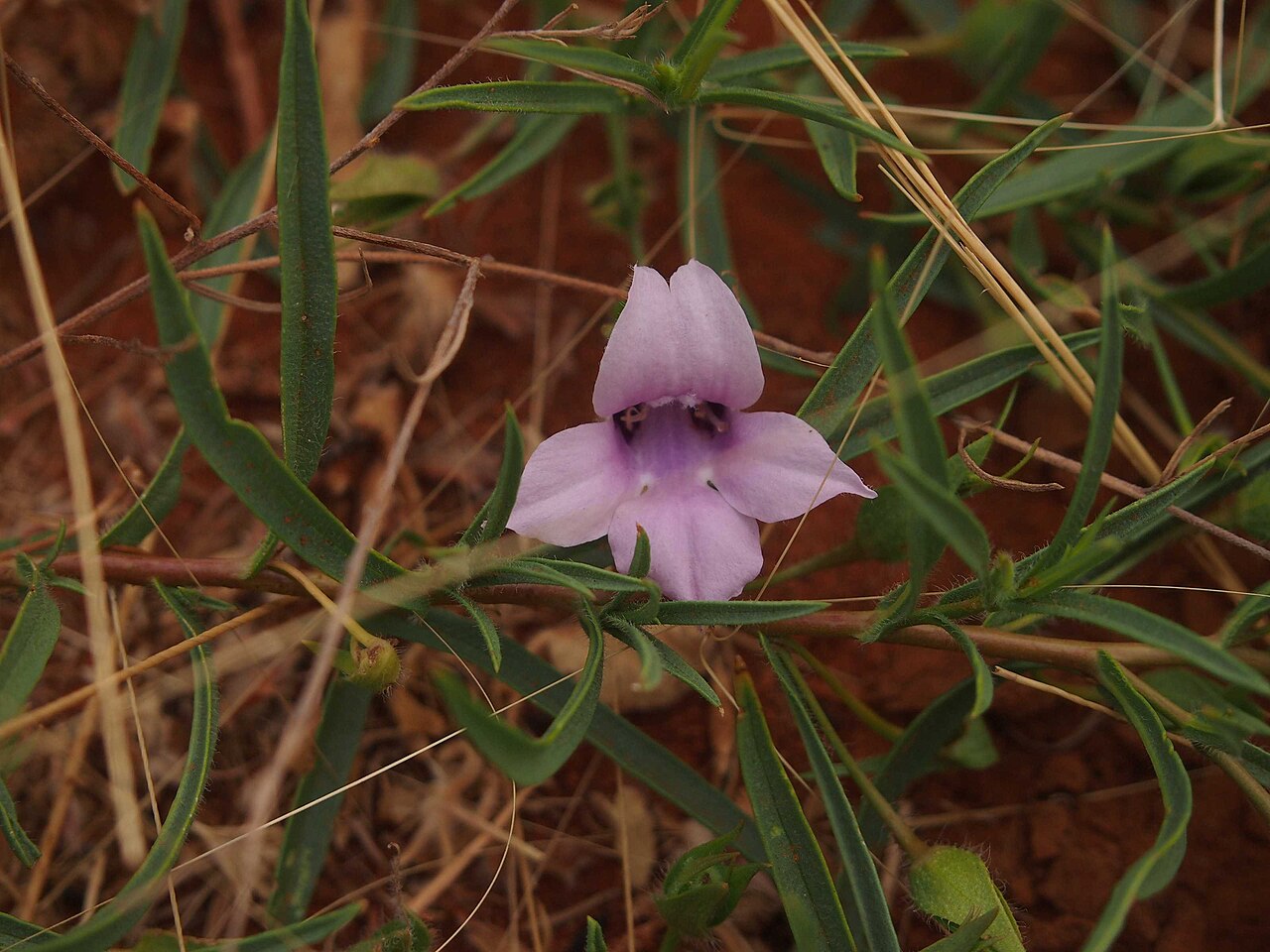 Eremophila hughesii: Eremophila hughesii
