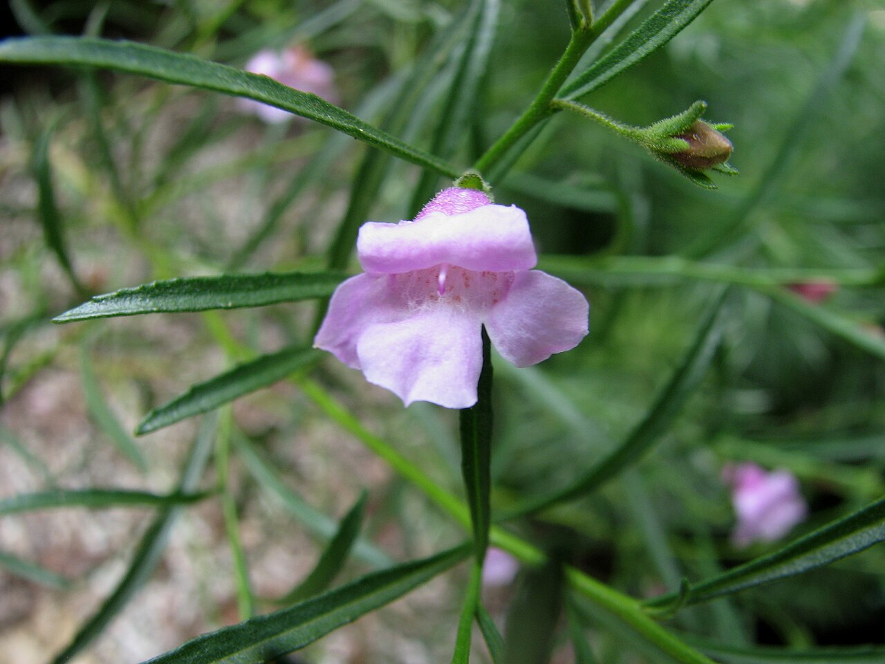 Eremophila hughesii: Eremophila hughesii (cultivated, labelled) Maranoa Gardens, Balwyn, Victoria, Australia