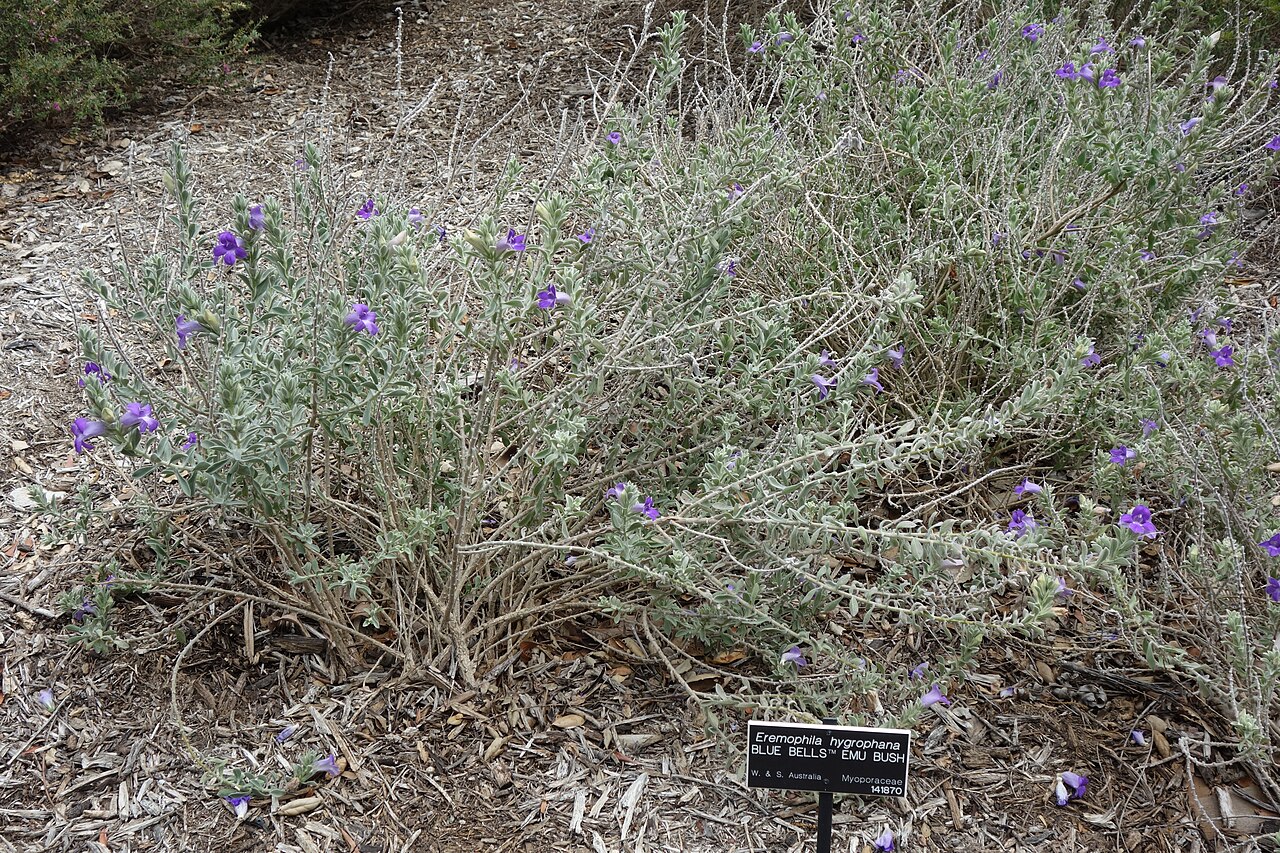 Blue emu bush: Huntington Botanical Gardens - San Marino, California, USA.