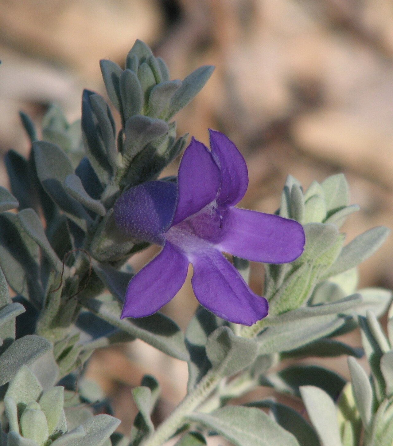 Blue emu bush: Eremophila hygrophana (grafted) Royal Botanic Gardens Cranbourne, Victoria, Australia