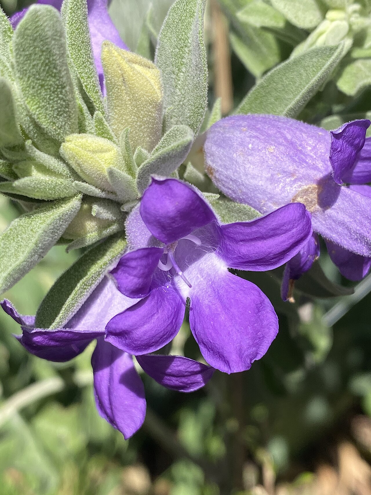 Blue emu bush: Eremophila hygrophana cultivated plant in Thirlmere, NSW