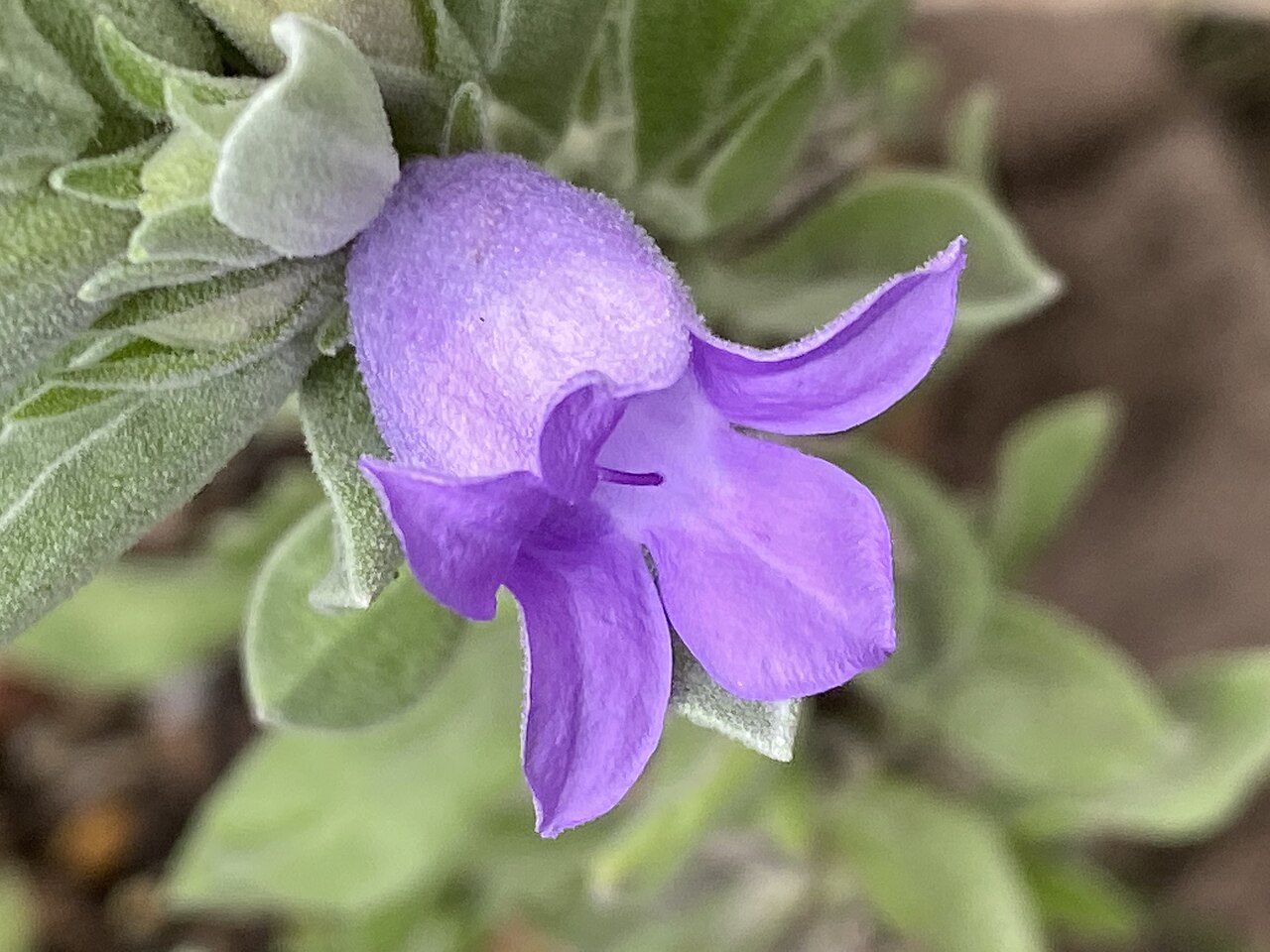 Blue emu bush: Eremophila hygrophana cultivated plant growing in Thirlmere