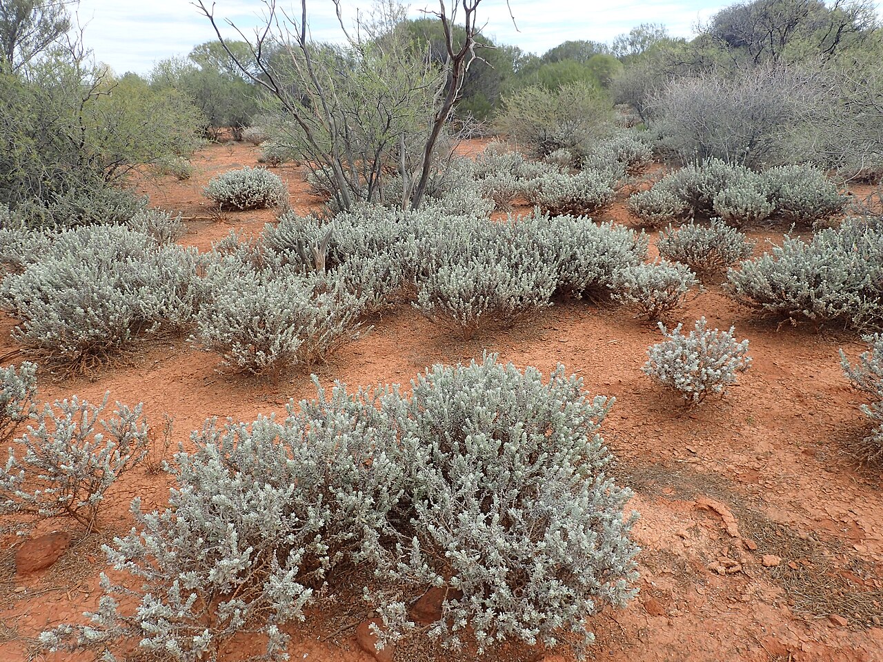 Blue emu bush: Eremophila hygrophana growing 27km west of Wiluna