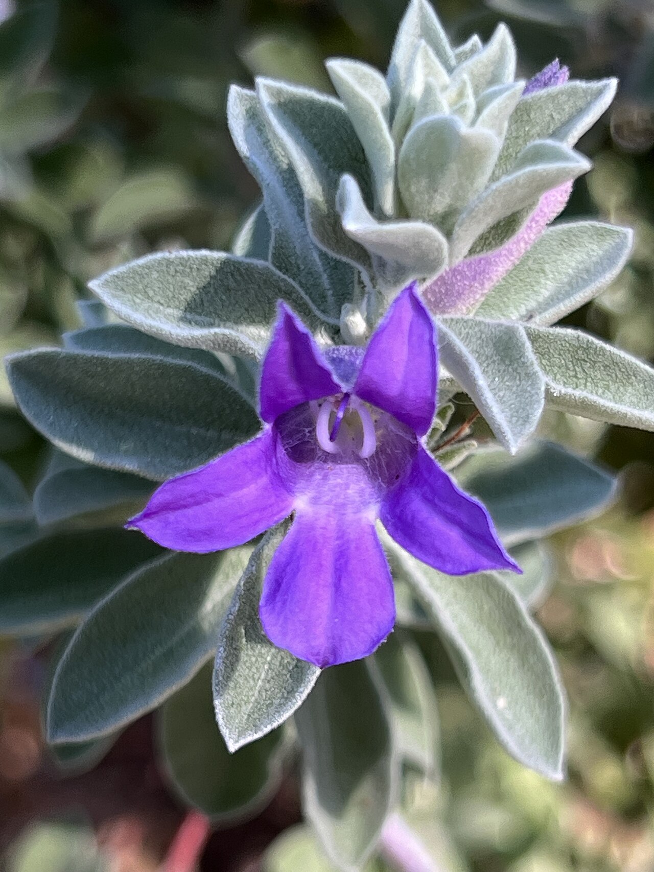 Blue emu bush: Eremophila hygrophana growing in the ANBG