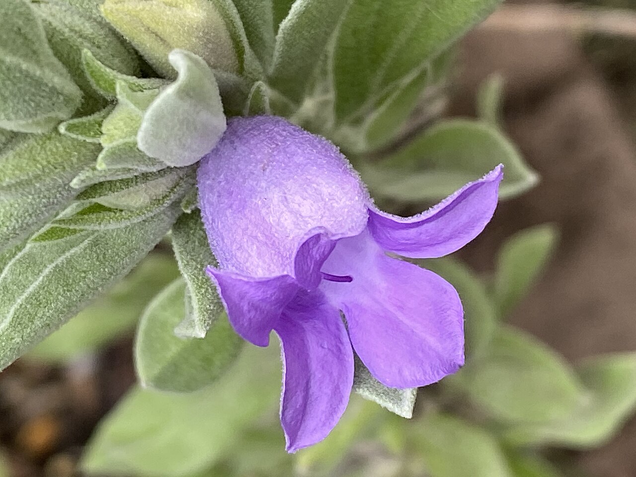 Blue emu bush: Eremophila hygrophana cultivated plant growing in Thirlmere