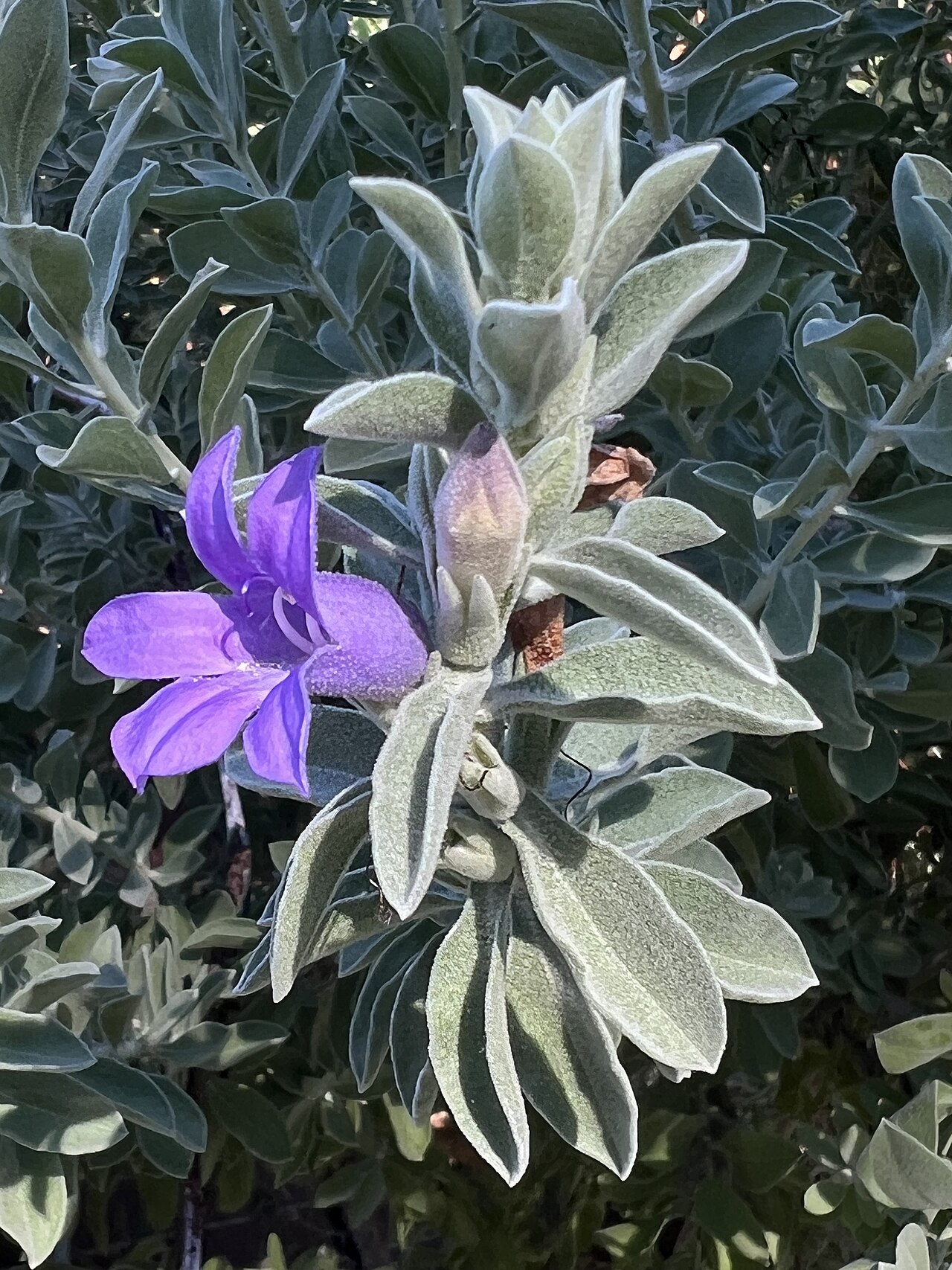 Blue emu bush: Flower & foliage