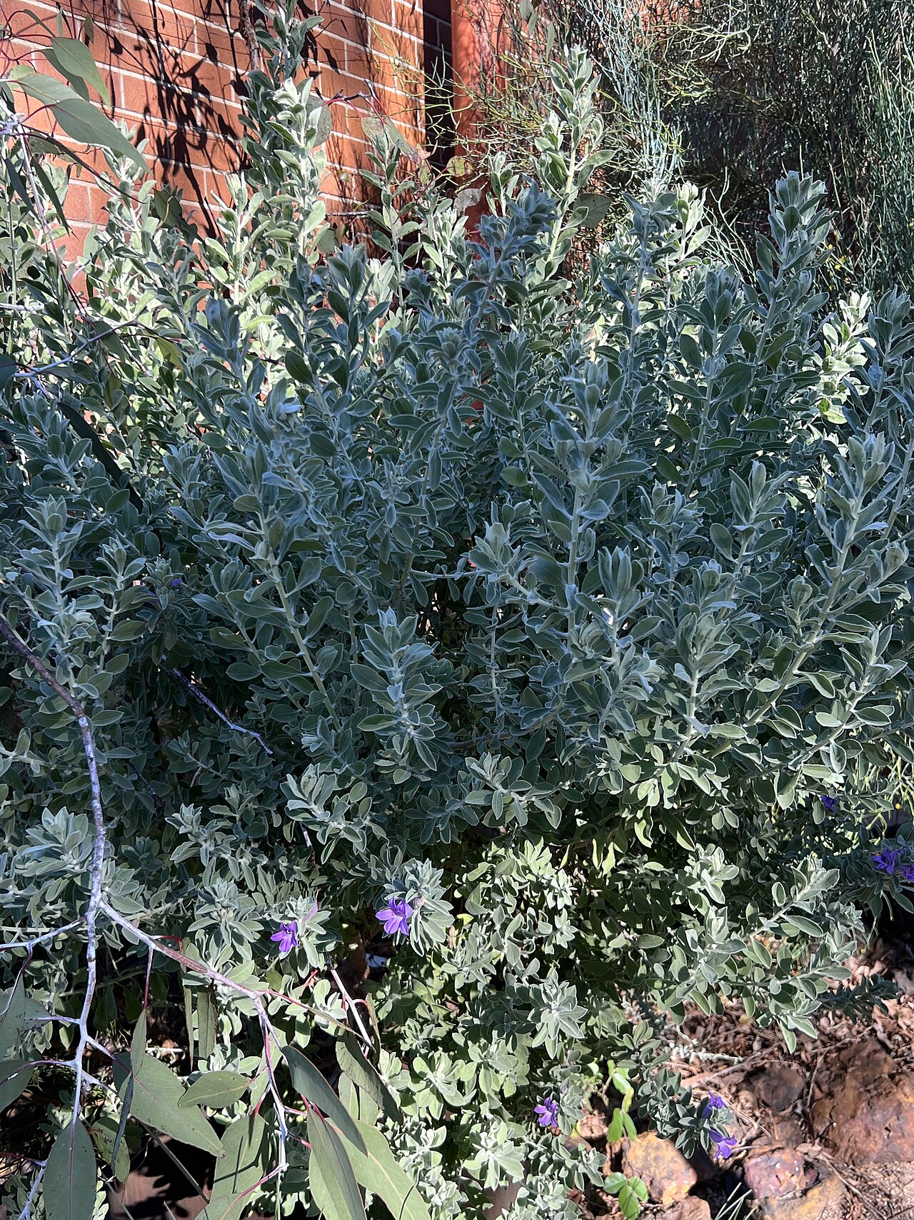 Blue emu bush: Habit