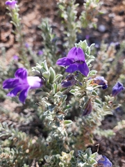 Blue emu bush (Eremophila hygrophana)