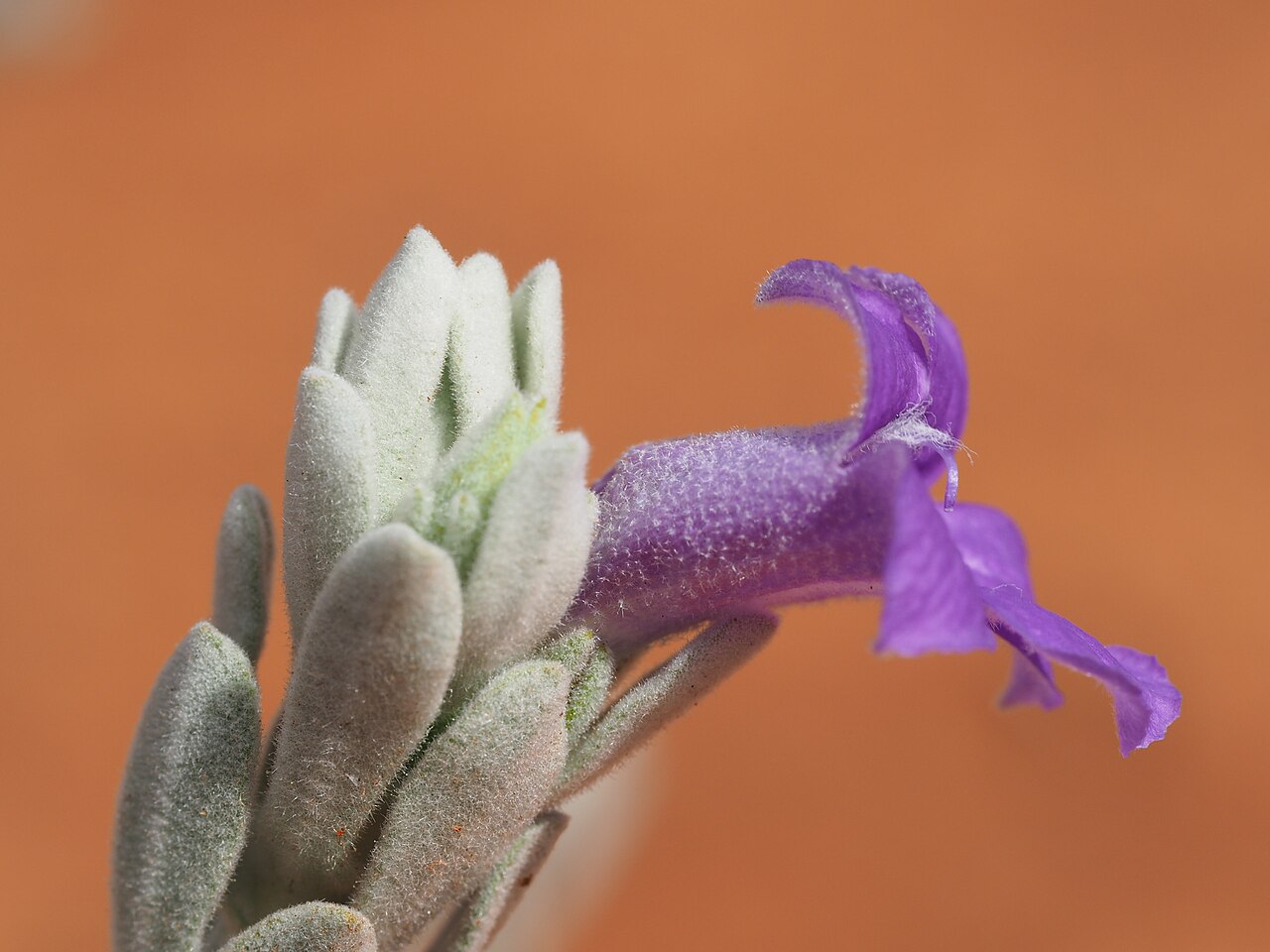 Blue emu bush: Eremophila hygrophana growing 27km west of Wiluna