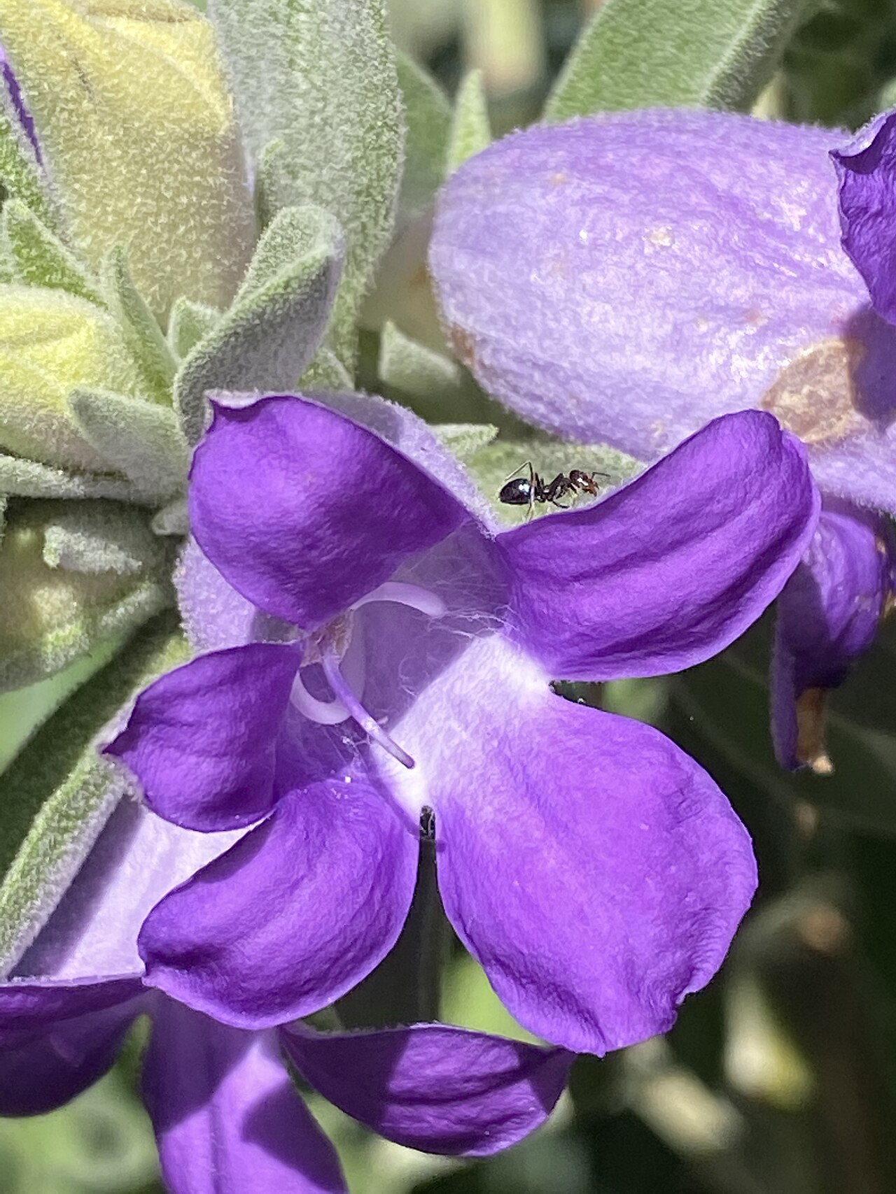 Blue emu bush: Eremophila hygrophana cultivated plant in Thirlmere, NSW
