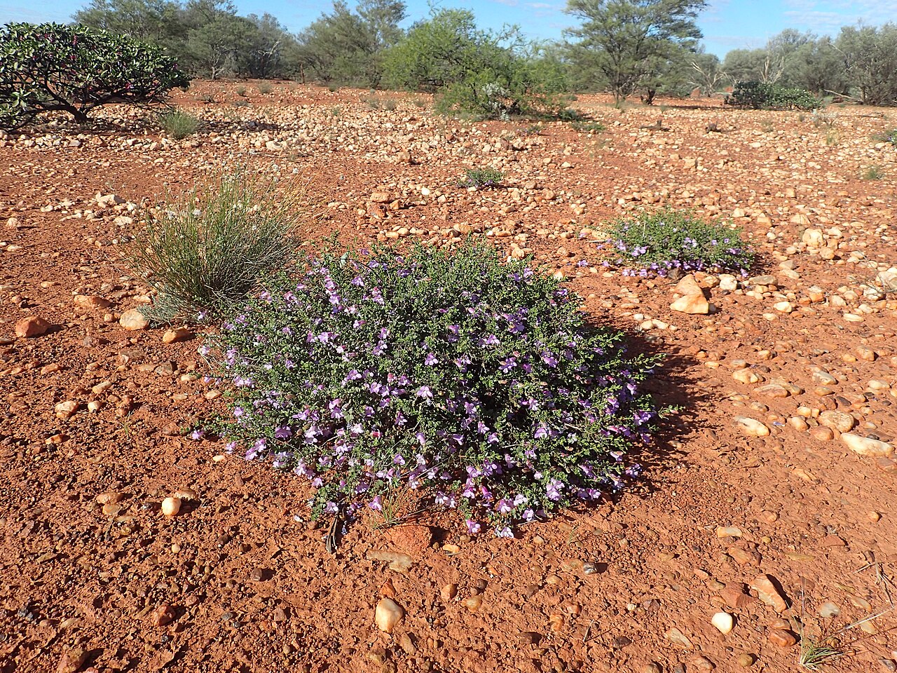 Eremophila incisa: Eremophila incisa growing 40km south of Newman