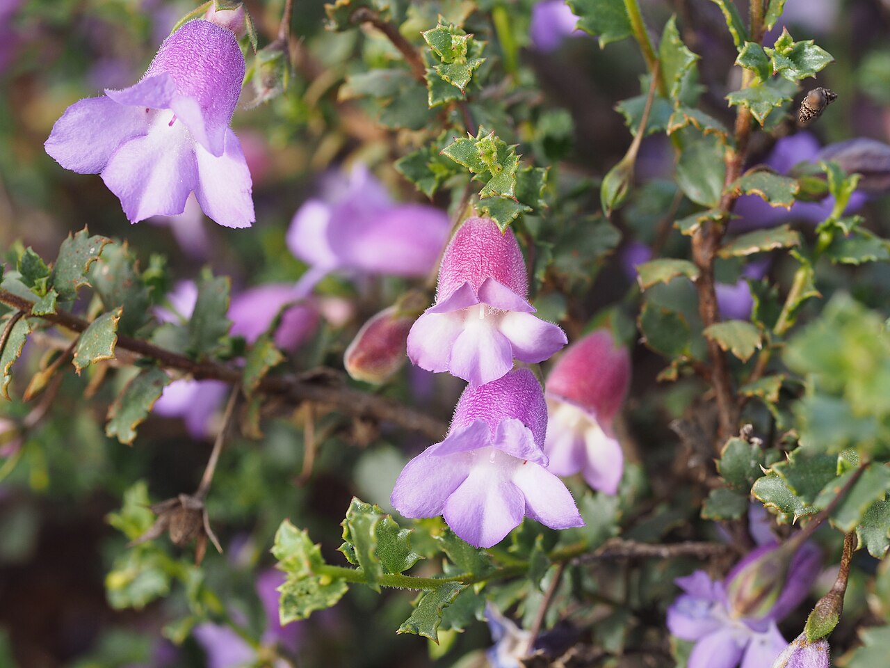 Eremophila incisa: Eremophila incisa growing 40km south of Newman