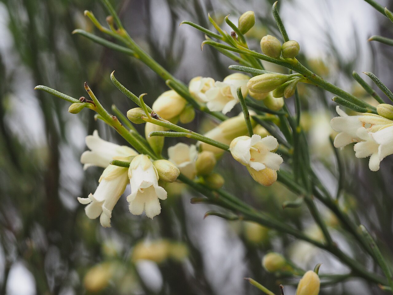 Eremophila interstans: Eremophila growing 33km south of Widgiemooltha