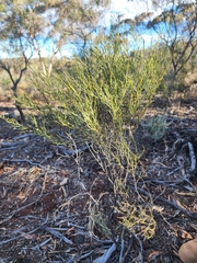 Eremophila interstans (Eremophila interstans)