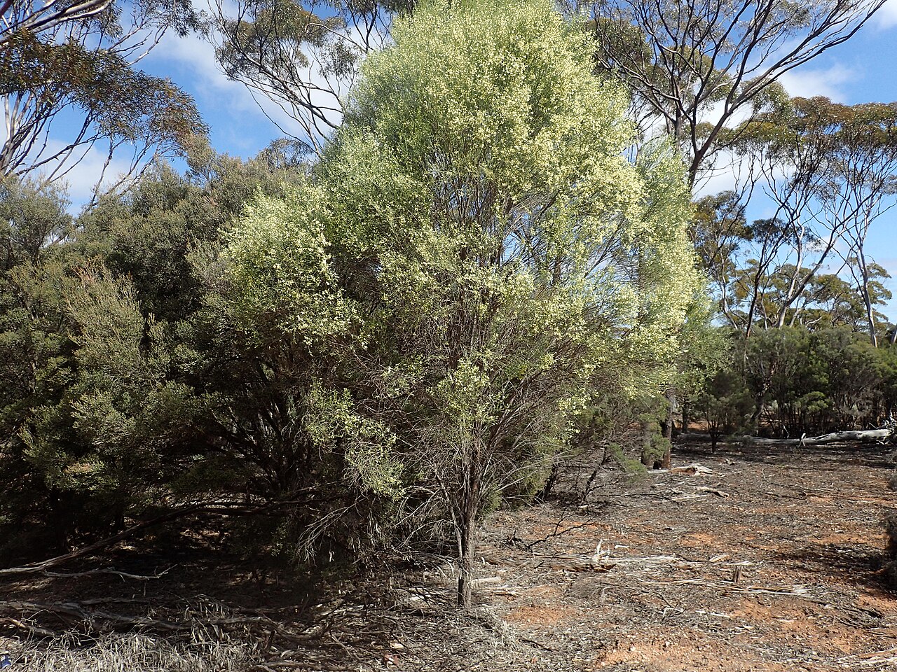 Eremophila interstans: Eremophila interstans interstans growing 12 km south of Norseman