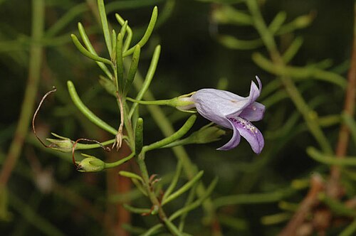 Eremophila ionantha: Eremophila ionantha
