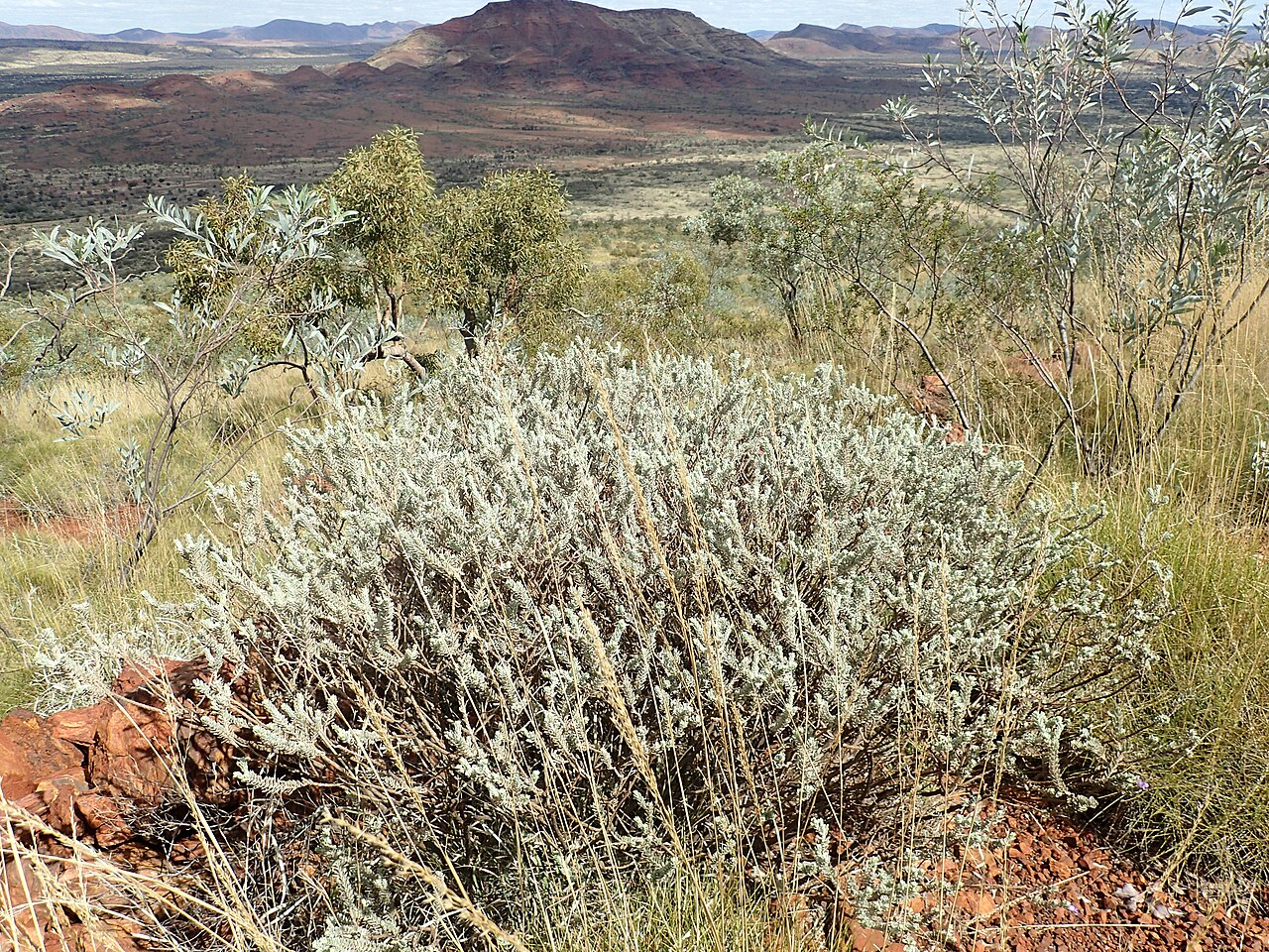 Eremophila jucunda: Eremophila jucunda pulcherrima growing on Mount Robinson