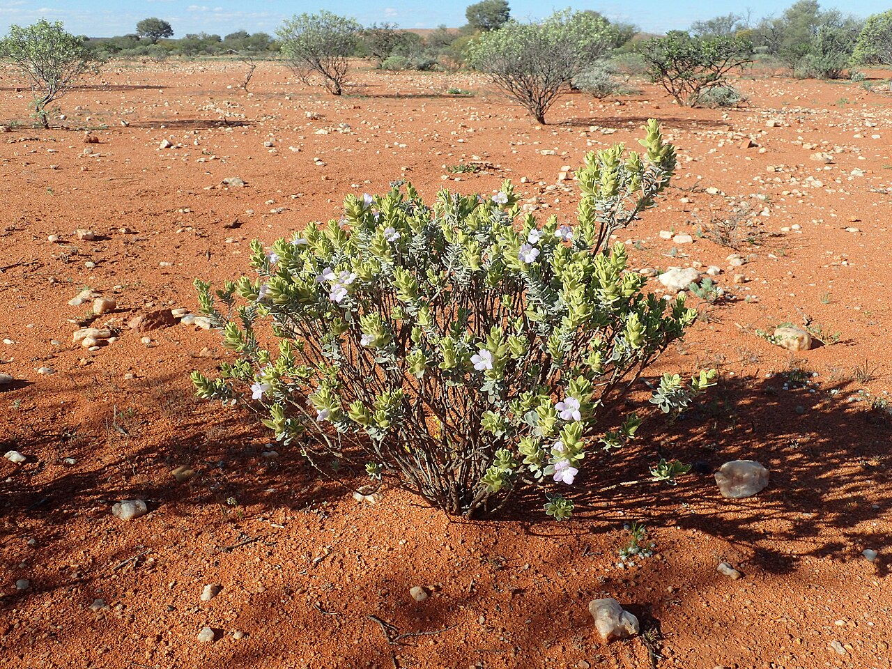 Eremophila jucunda: Eremophila jucunda jucunda growing at Nannine