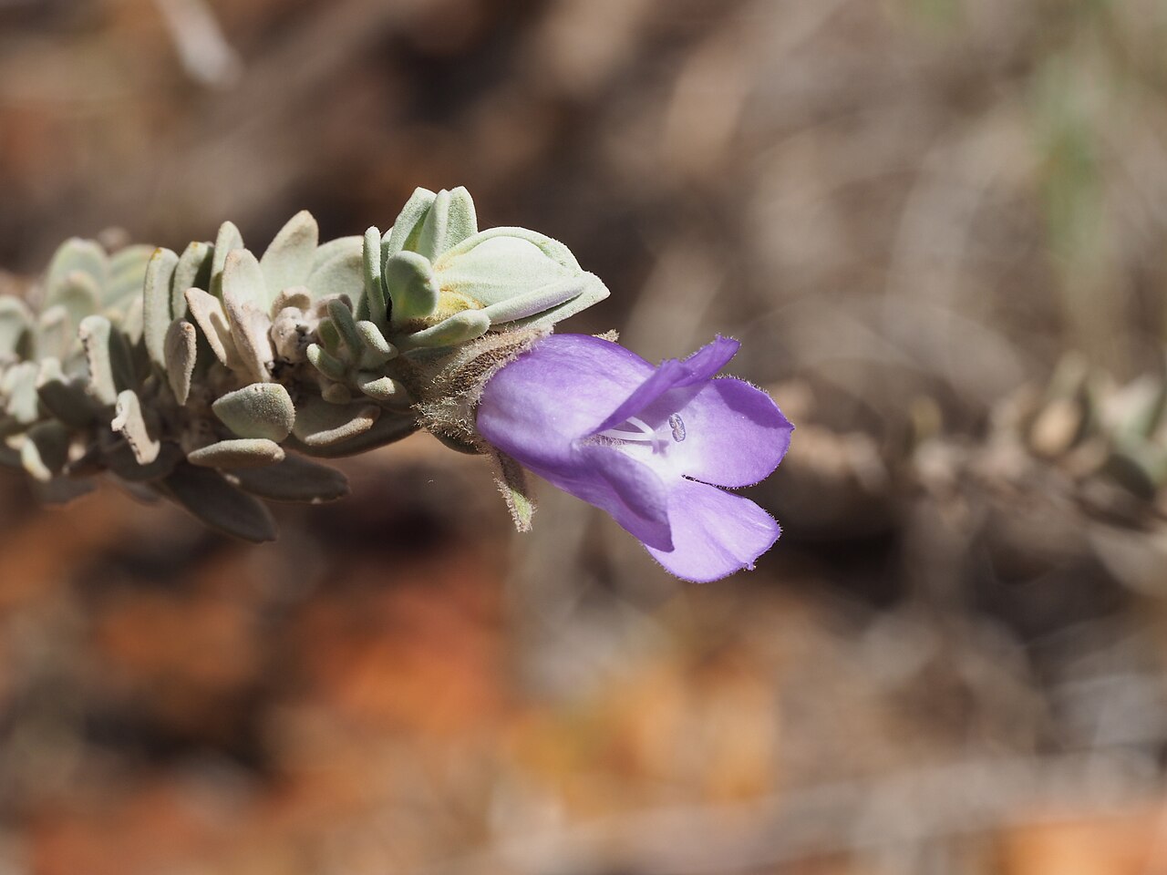 Eremophila jucunda: Eremophila jucunda pulcherrima growing on Mount Robinson