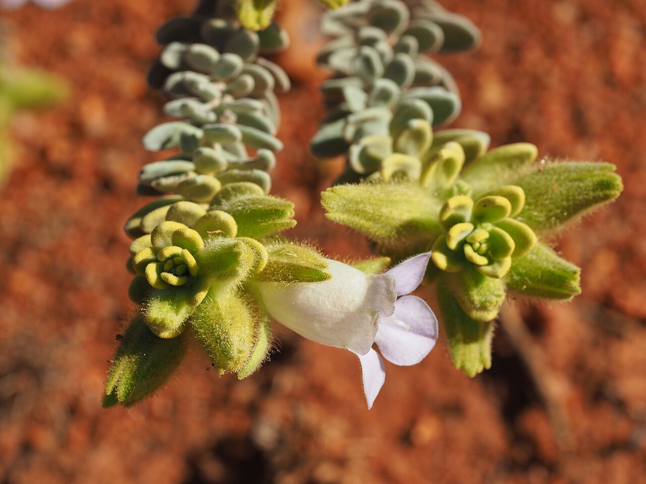 Eremophila jucunda: Eremophila jucunda jucunda growing at Nannine