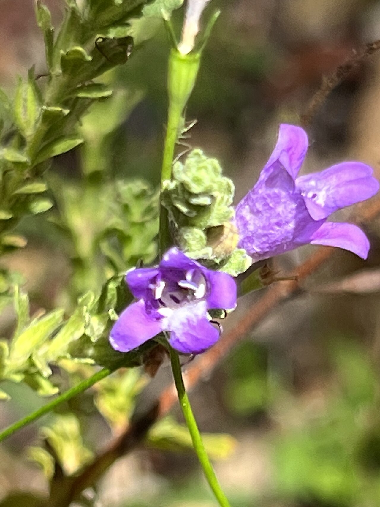 Koobabbie eremophila: Eremophila koobabbiensis cultivated plant growing in the Australian Botanic Garden