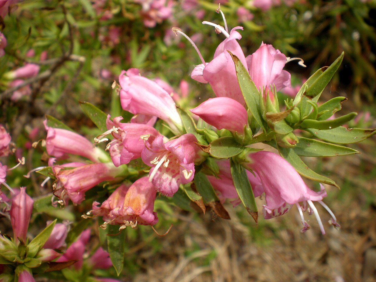 Eremophila laanii: Jardín Botánico de Barcelona.