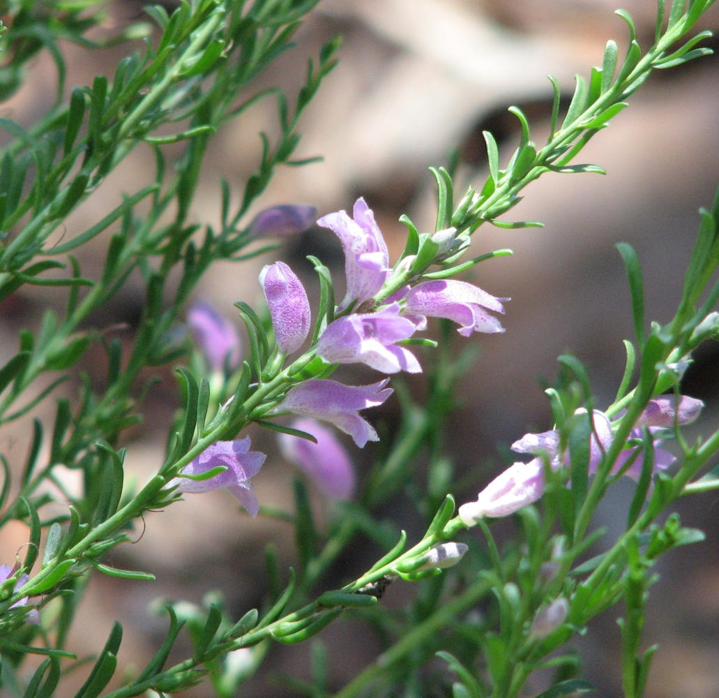 Eremophila laanii: Eremophila laanii , Geelong Botanic Gardens, Victoria, Australia