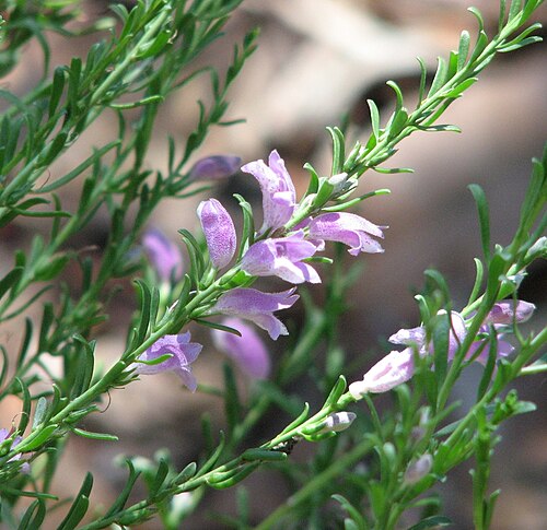 Eremophila laanii: Eremophila laanii , Geelong Botanic Gardens, Victoria, Australia