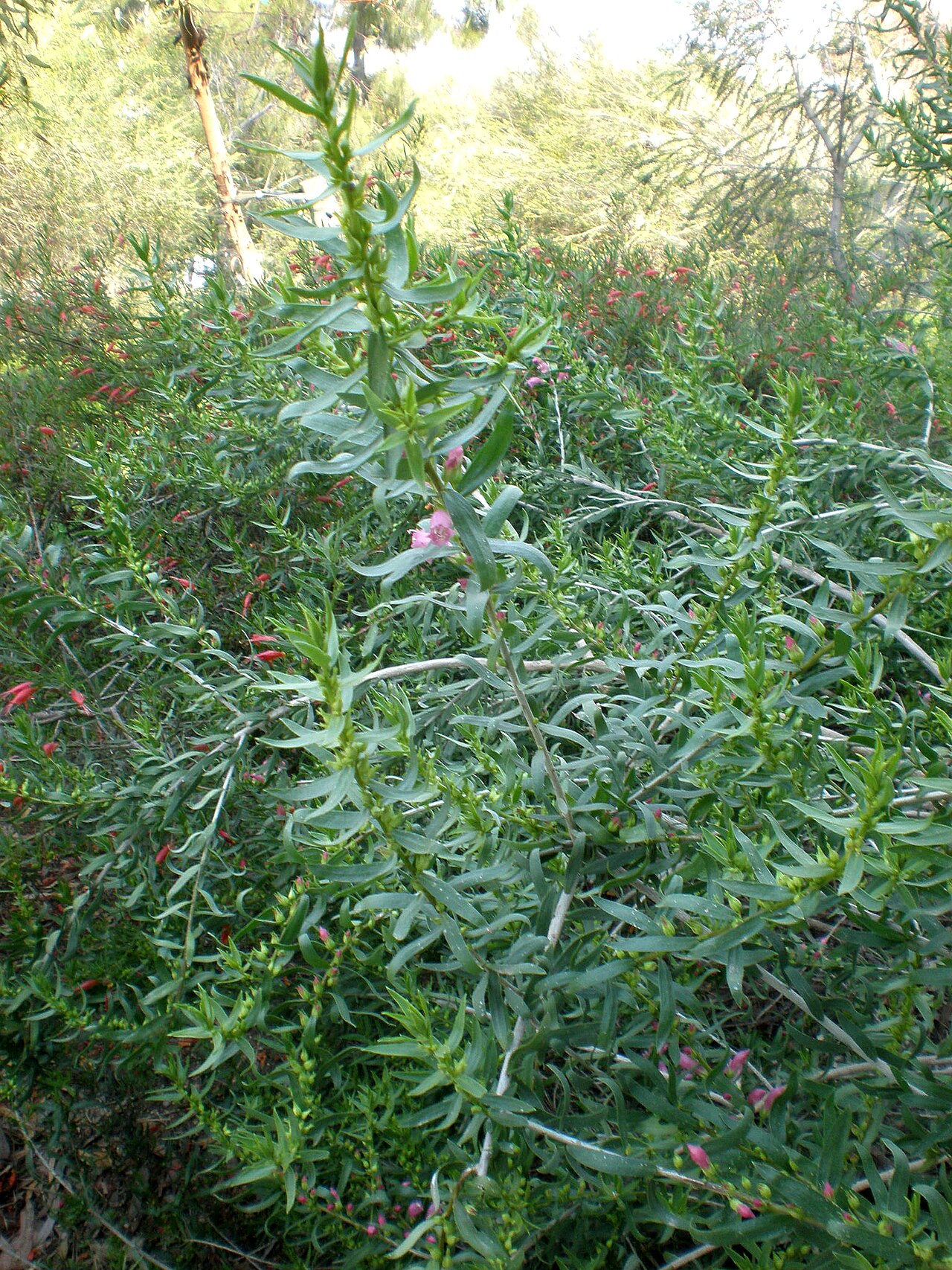 Eremophila laanii: Jardín Botánico de Barcelona.