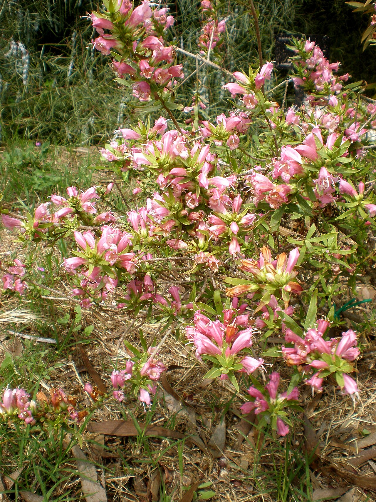Eremophila laanii: Jardín Botánico de Barcelona.