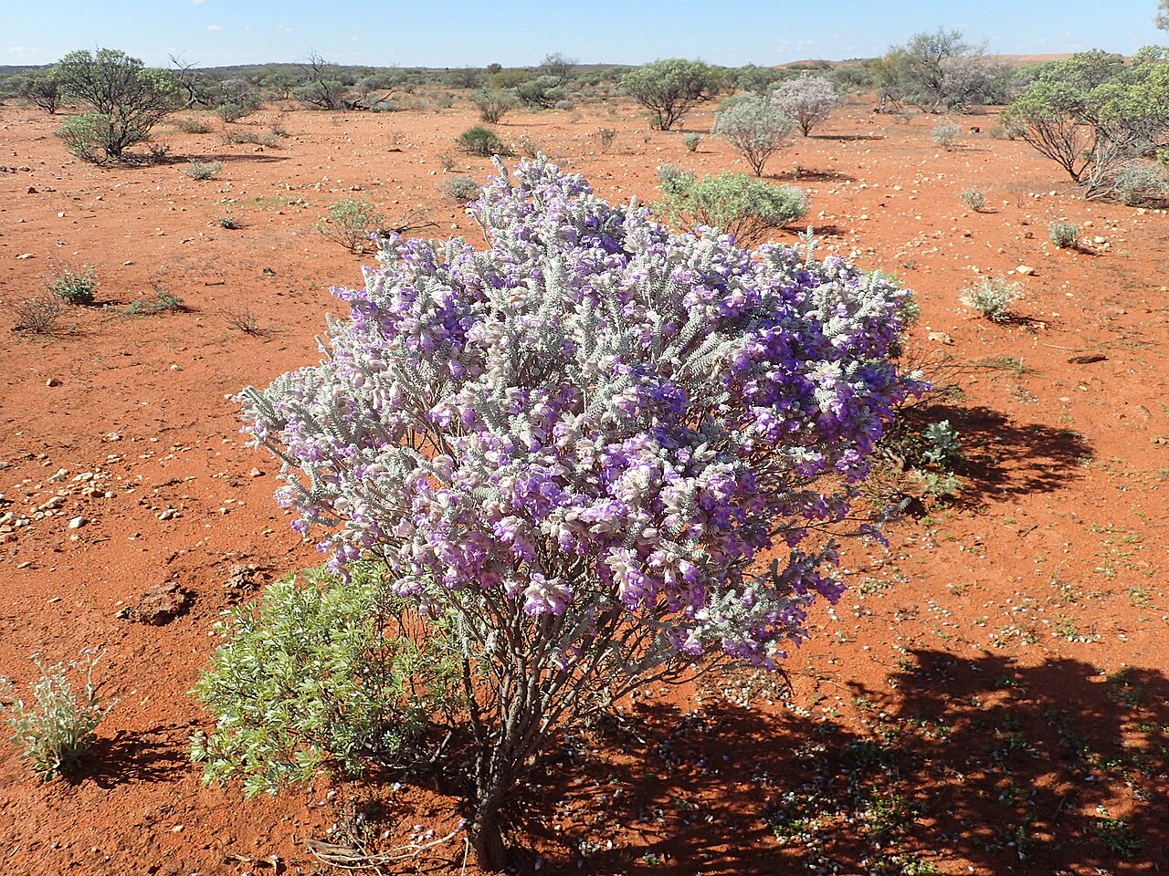 Woolly-calyxed eremophila: Eremophila lachnocalyx growing at Nannine townsite
