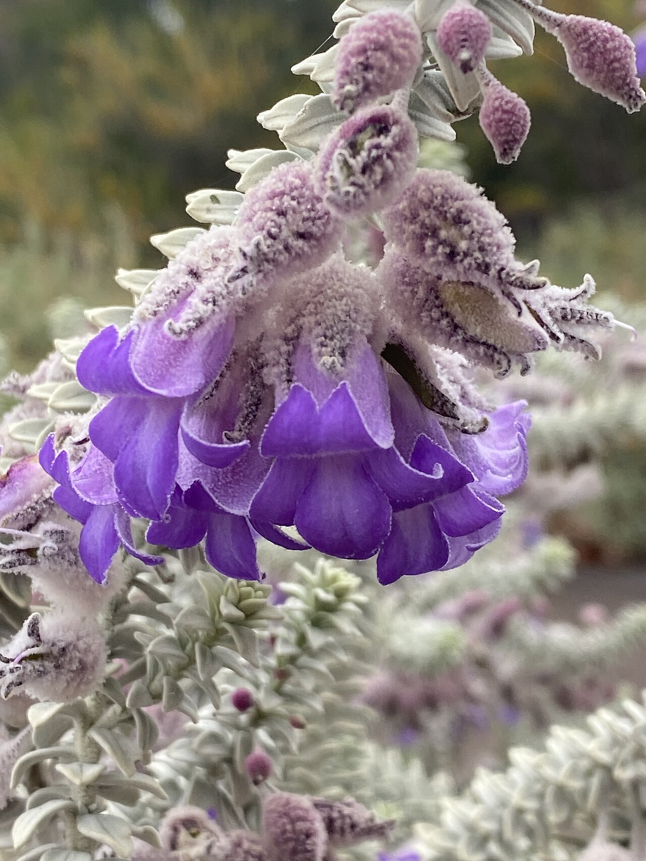 Woolly-calyxed eremophila: Eremophila lachnocalyx in the Australian Botanic Garden, Mount Annan