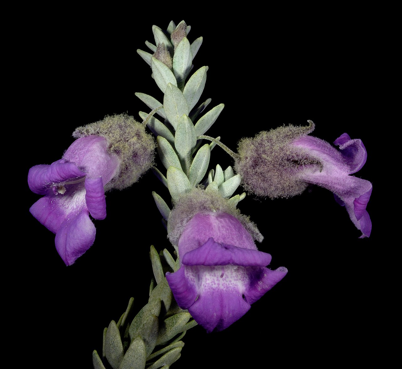Woolly-calyxed eremophila: KRT3597