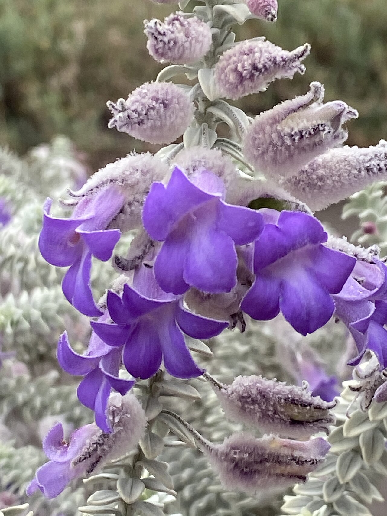 Woolly-calyxed eremophila: Eremophila lachnocalyx in the Australian Botanic Garden, Mount Annan