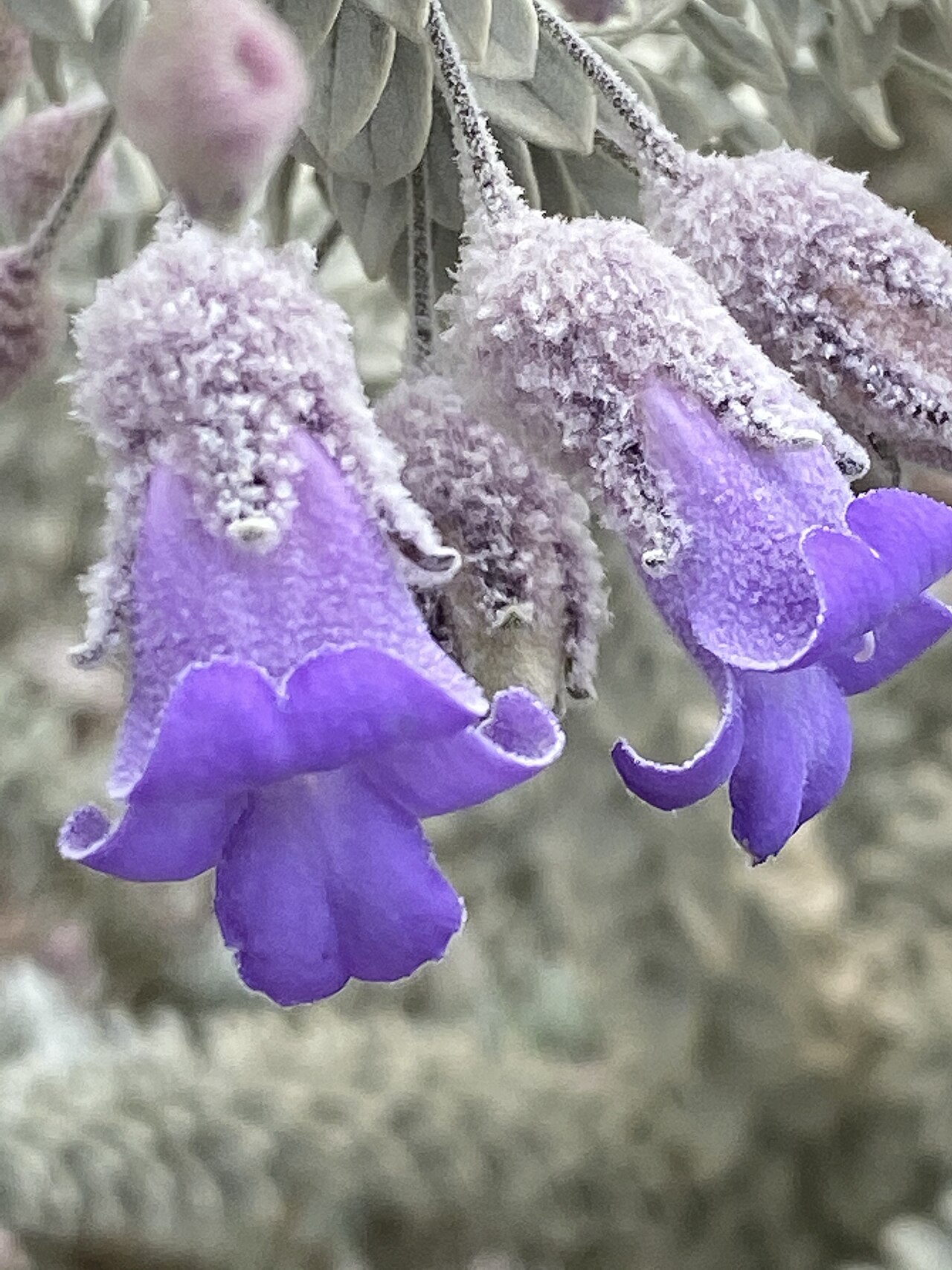 Woolly-calyxed eremophila: Eremophila lachnocalyx cultivated plant growing in the Australian Botanic Garden