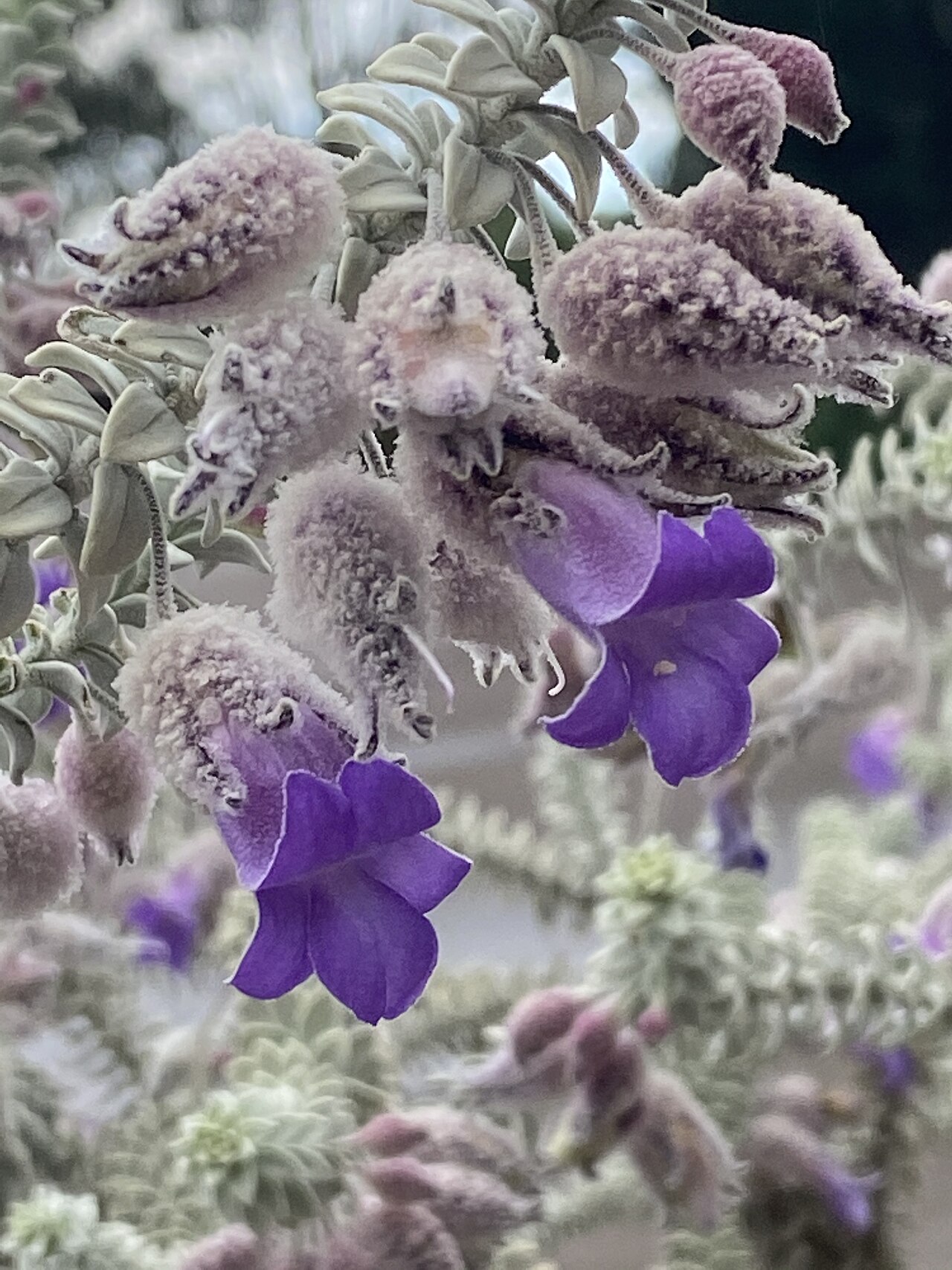 Woolly-calyxed eremophila: Eremophila lachnocalyx in the Australian Botanic Garden Mount Annan