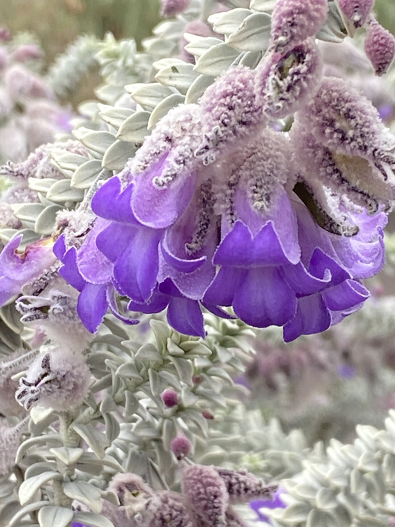 Woolly-calyxed eremophila: Eremophila lachnocalyx in the Australian Botanic Garden, Mount Annan