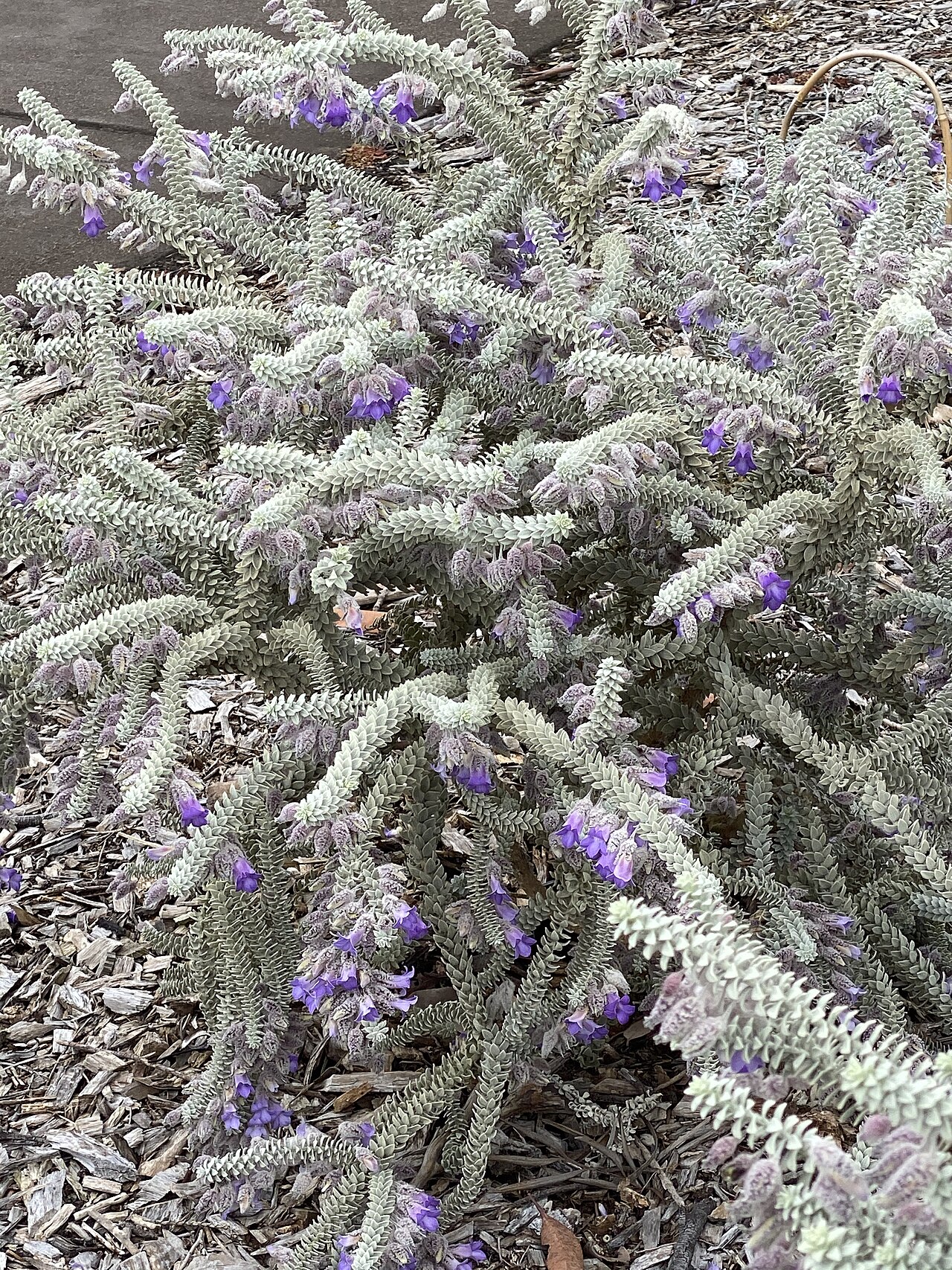 Woolly-calyxed eremophila: Eremophila lachnocalyx in the Australian Botanic Garden, Mount Annan