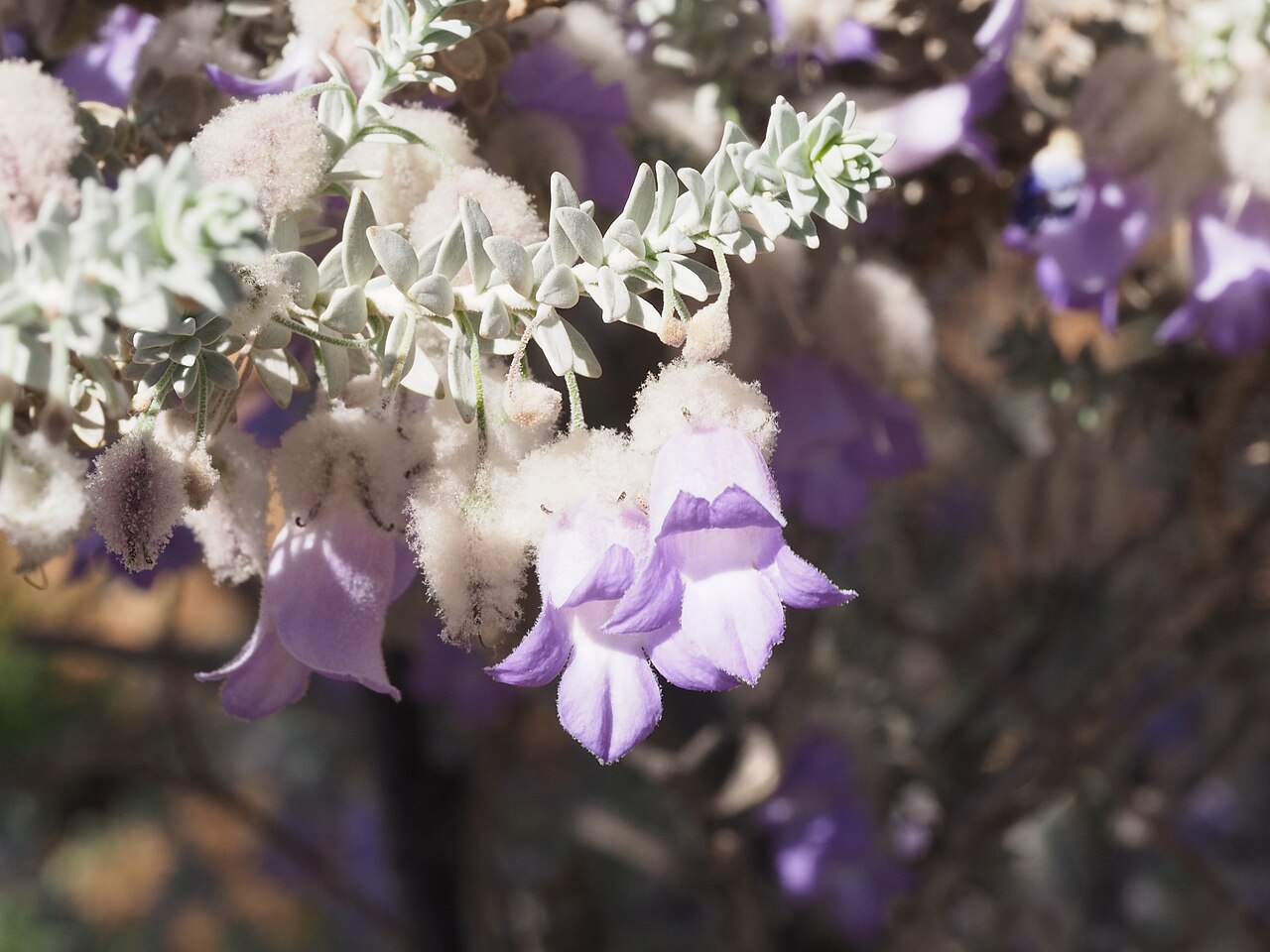 Woolly-calyxed eremophila: Eremophila lachnocalyx 53 km east of "Pingandy"