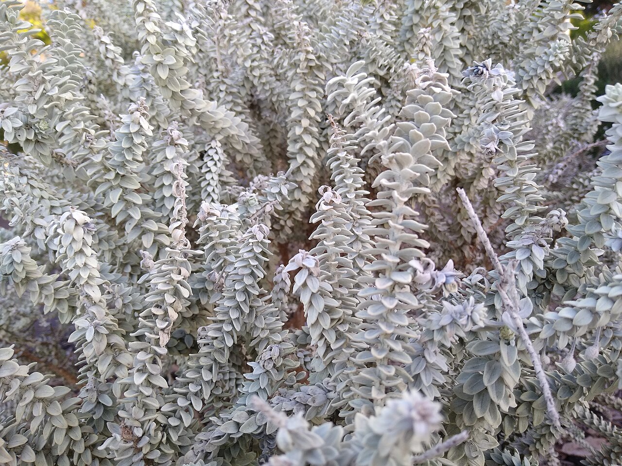Woolly-calyxed eremophila: Eremophila lachnocalyx at the Australian Botanic Garden Mount Annan.
