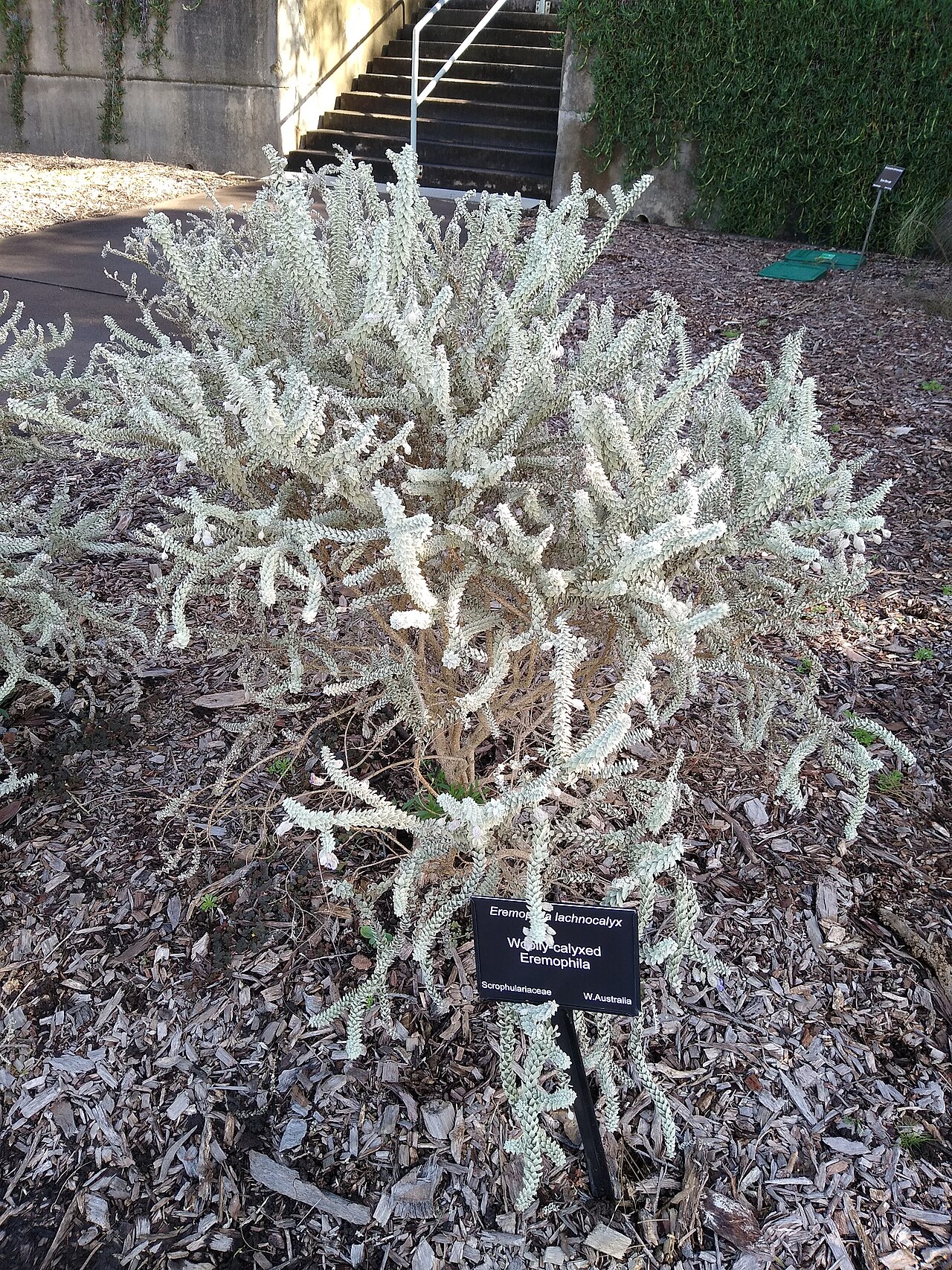 Woolly-calyxed eremophila: Eremophila lachnocalyx at the Australian Botanic Garden Mount Annan.