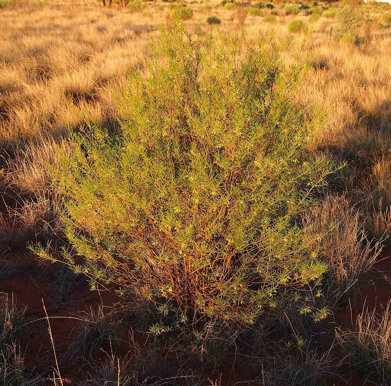 Eremophila latrobei: Eremophila latrobei