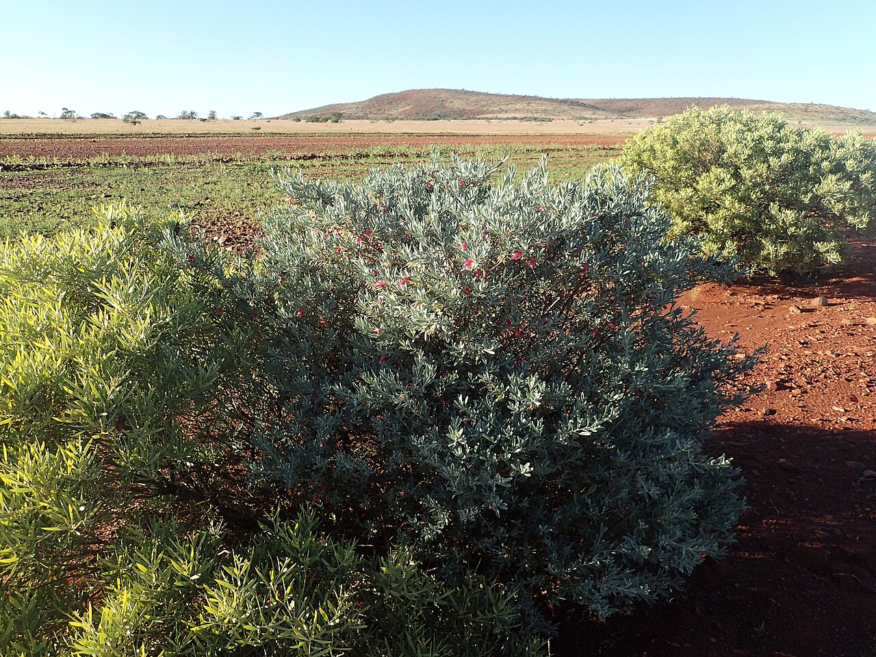 Eremophila latrobei: Eremophila latrobei latrobei growing 20 km east of Mount Augustus