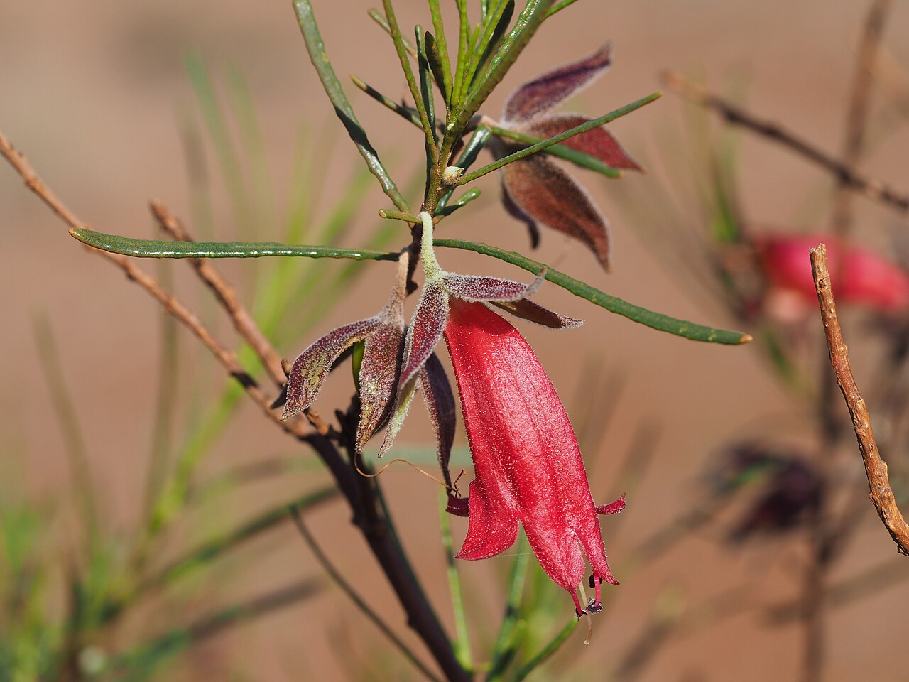 Eremophila latrobei: Eremophila latrobei filiformis growing about 2km south along the "Prairie Downs" track