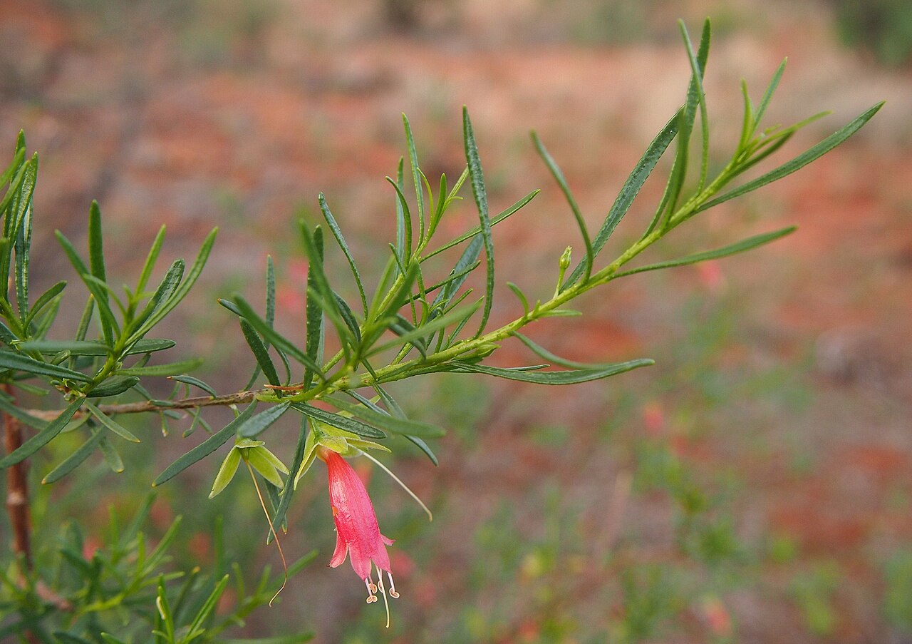 Eremophila latrobei: Eremophila latrobei. flower